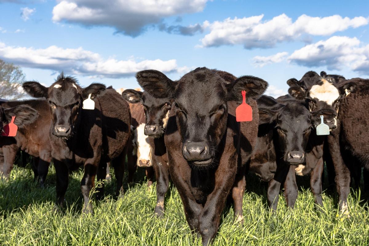 Most U.S. Antibiotics Go to Animal Agriculture
